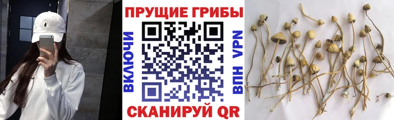 Галлюциногенные грибы Psilocybe  как найти закладки  кракен tor  Кудымкар 